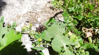 GOOD VIDEO, BEAUTIFUL SHOT 55