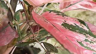 My pink aglaonema glow up