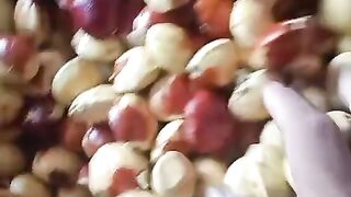 Jual jengkol