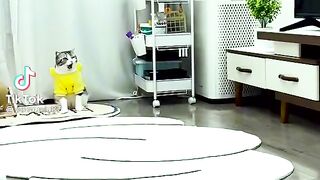 Funny cat