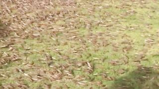 Огромные стаи саранчи вторгаются в Саудовскую Аравию