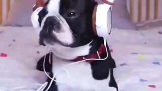 Funny Boston Terrier - Best Of The 2021 Funny Dog Videos - TRY NOT TO LAUGH!