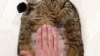 Смешной  котик