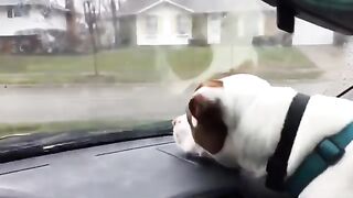 Adorable Overload: Funniest Animal Pictures That'll Make Your Day №11