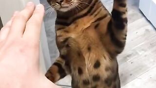 Кот-боксёр