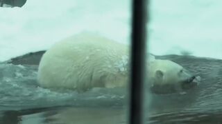 Снегопад в Орегонском зоопарке