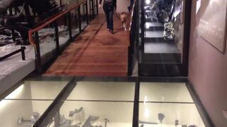 Собака впервые идет по стеклянному полу
