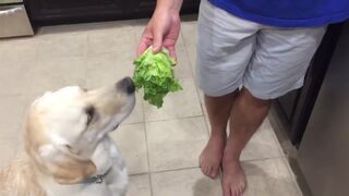 Собака ест салат