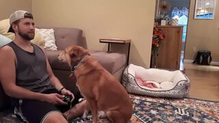 Собака не любит, когда хозяин играет в видеоигры