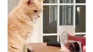 Asole cat