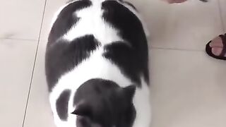 Hair salon for cats    shorts