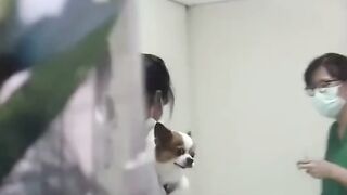 Собака на вакцине