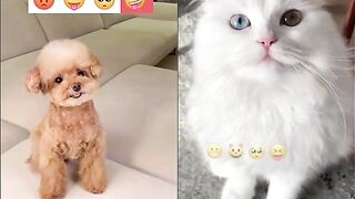 Cat vs dog emoge compition