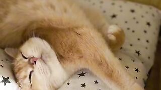 funny talking cat
