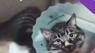 Cute cat dancing