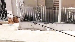 Prank sound of big dog
