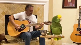Попугай поёт Stairway to heaven под гитару