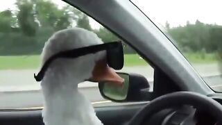 Гусь-угонщик