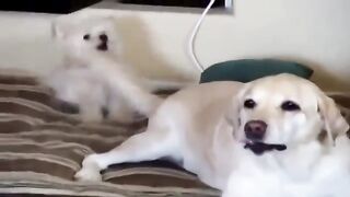 Забавные собаки