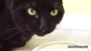 Как едят жадные коты