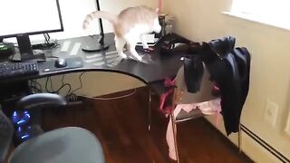 Как отучить кота ходить по столу