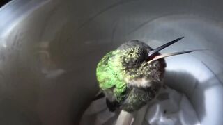 Как храпит Калибри