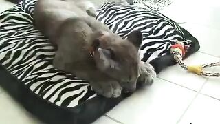 Камышовый кот