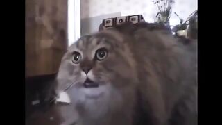 Кот нереально поет! Ржака!