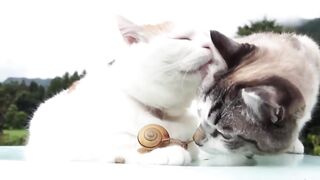 Кот, познавший дзен и бесстрашная улитка