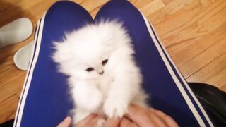 Позитивный котеночек!