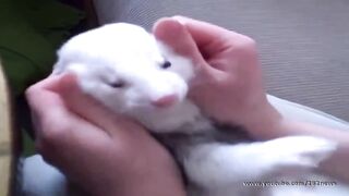 Реакция хорька на щекотку