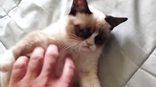 Самый угрюмый кот