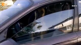 СОБАКА НЕ В АДЕКВАТЕ