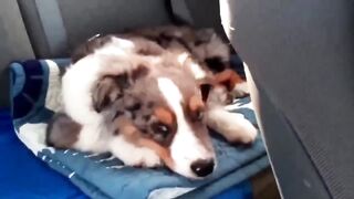 Собака услышала любимую песню
