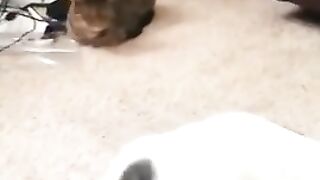 Толстому коту пора на диету