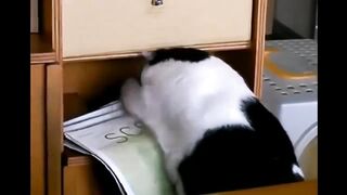 Толстый кот застрял в шкафу