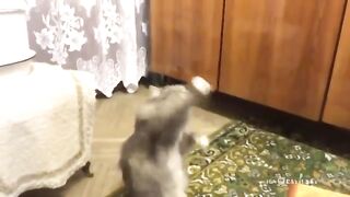 Хозяйка поёт, а кот зажигает)))