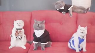 Гений видеомонтажа устроил кошачью оперу