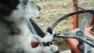 пёс-тракторист