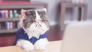 Кошачий блокбастер