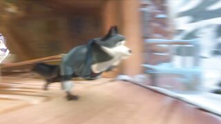 Arctic Dogs