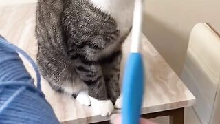 Funny Cat - Best Of The 2021 Funny Cat Videos - TRY NOT TO LAUGH!