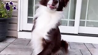 Funny Dog - Best Of The 2021 Funny Dog Videos - TRY NOT TO LAUGH!