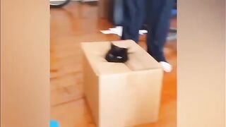 Подборка приколов с животными №12