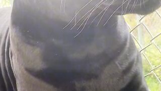Jaguar _animals
