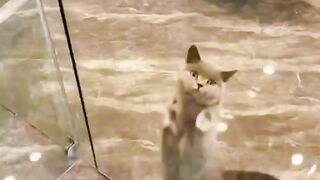 Dancing cat funny