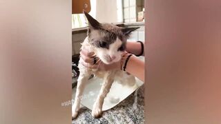 КОТЫ И ОГУРЦЫ