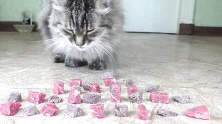 Сырое или варёное мясо. Что выберет кот?
