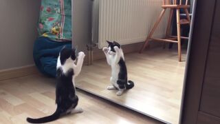 Суровая драка котёнка со своим отражением