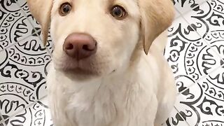 Funny Dog - Best Of The 2021 Funny Dog Videos - TRY NOT TO LAUGH!